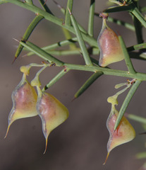 Daviesia angulata