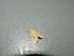Cosmia trapezina