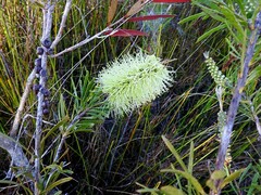 Melaleuca pachyphylla