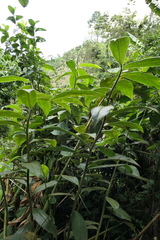 Costus sepacuitensis