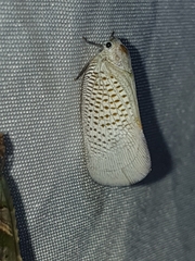 Flatidae