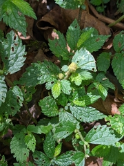 Elatostema parvum