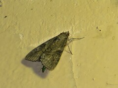 Catocala nupta