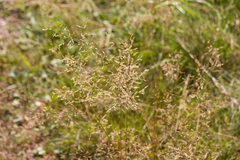Agrostis