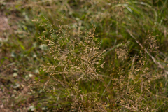 Agrostis