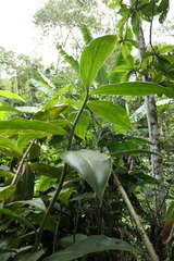 Costus sepacuitensis