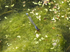 Erythromma viridulum