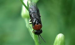 Eutomostethus ephippium