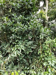 Viburnum arboricolum