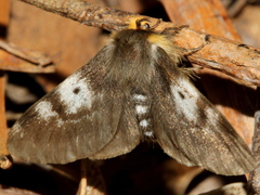 Nataxa flavescens
