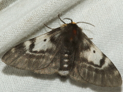 Nataxa flavescens