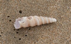 Turritella