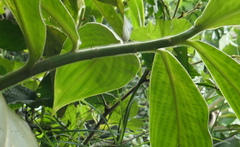 Costus sepacuitensis