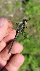 Somatochlora uchidai