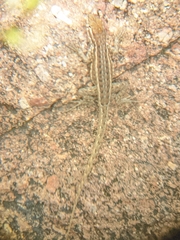 Uta stansburiana