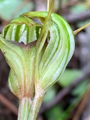 Pterostylis concinna