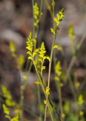 Synaphea rangiferops