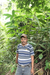 Costus sepacuitensis