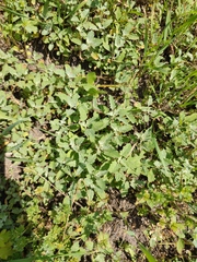 Atriplex tatarica