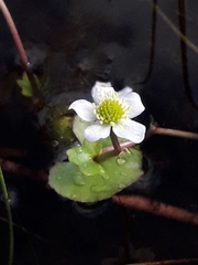 Caltha natans