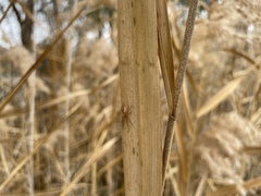Araneus talipedatus