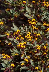Daviesia nudiflora nudiflora