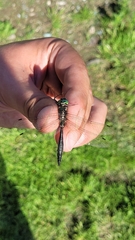 Somatochlora uchidai