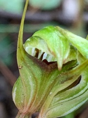 Pterostylis concinna