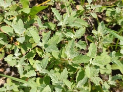 Atriplex tatarica