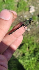 Somatochlora uchidai