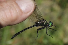 Somatochlora albicincta