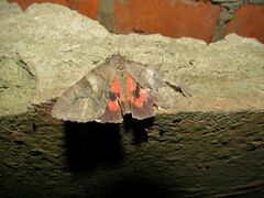 Catocala nupta