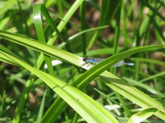 Erythromma viridulum