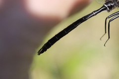 Somatochlora albicincta