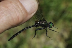 Somatochlora albicincta