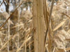 Araneus talipedatus