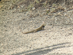 Sceloporus magister