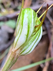 Pterostylis concinna