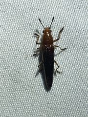 Languriinae