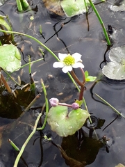 Caltha natans