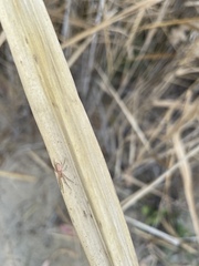 Araneus talipedatus