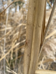 Araneus talipedatus