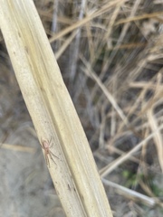 Araneus talipedatus