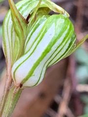Pterostylis concinna