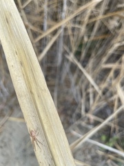 Araneus talipedatus