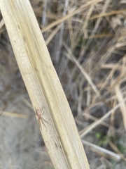 Araneus talipedatus