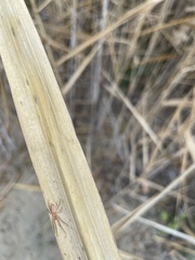Araneus talipedatus