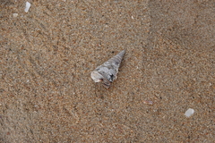 Telescopium telescopium