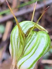 Pterostylis concinna