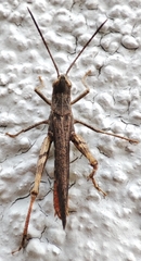 Chorthippus brunneus